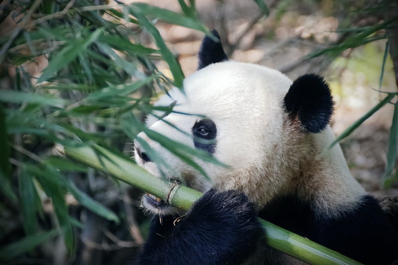 Bamboo Toothbrush